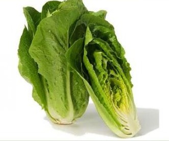 Paris Island Cos Lettuce seed Lactuca sativa 